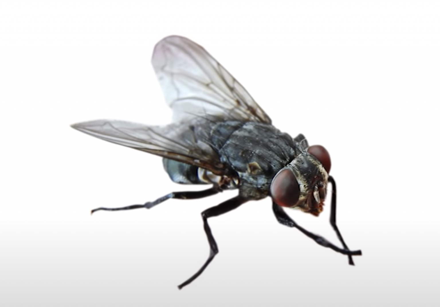 Last van vliegen in huis? Dankzij dit eenvoudige trucje zijn ze zo verdwenen Wist jij dit? Last van vliegen in huis? Dankzij dit eenvoudige trucje zijn ze zo verdwenen Wist jij dit?